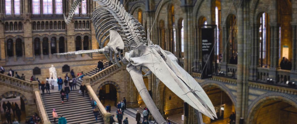 Vitamin K2 &ndash; das vergessene Vitamin