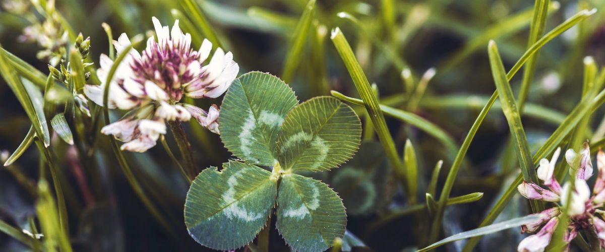 Ist Gl&uuml;ck essbar?